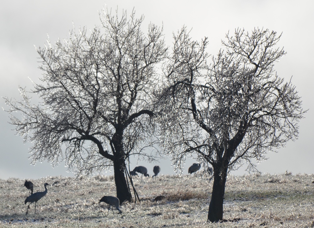 Invierno en la Laguna de Gallocanta. Foto: Ángela Ibáñez