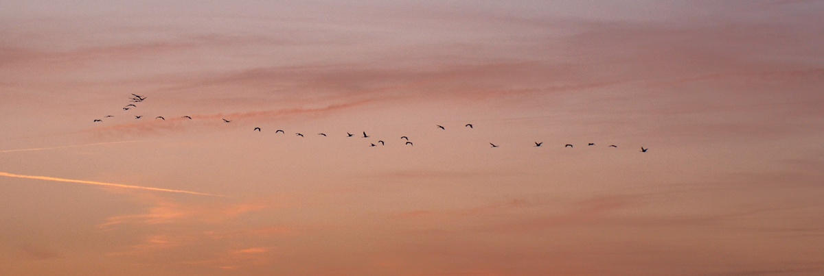 El asombroso viaje de la grulla. Foto: Ángela Ibáñez