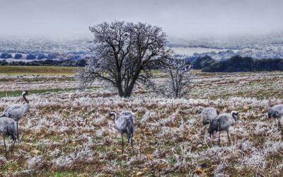 Invierno en la Laguna de Gallocanta. Frío y nieve