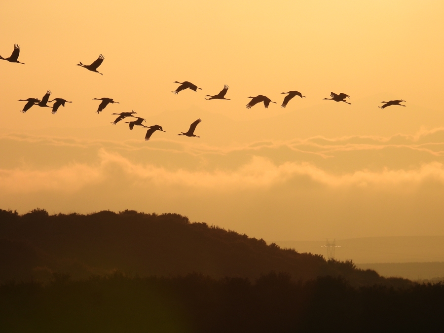 Vuelo de grullas en la Laguna de Gallocanta